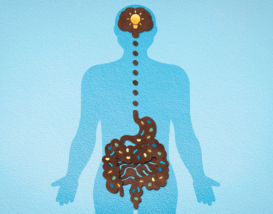 El término eje intestino-cerebro se refiere a la señalización bioquímica entre el intestino y el sistema nervioso para mantener el funcionamiento normal del sistema.